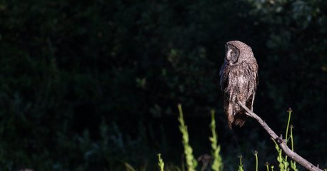 great gray owl perched in front of dark background