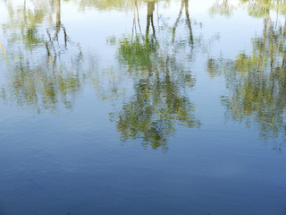 blur tree reflection on water
