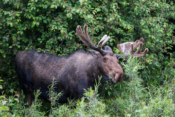 Naklejka na ściany i meble a bull moose with large velvet antlers browses on leafy willow twigs