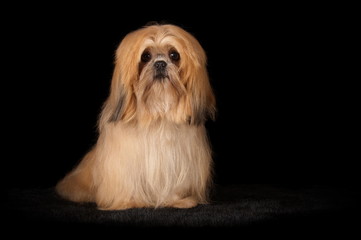 Shih-Tzu en studio sur fond noir