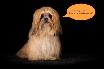 Shih-Tzu en studio sur fond noir