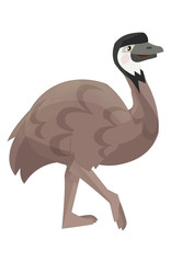 Cartoon parrot - emu - isolated - illustration for the children