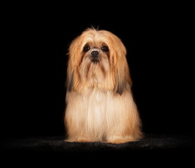 Shih-Tzu en studio sur fond noir