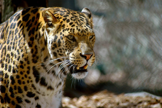 Close-up of face, head and shoulders of beautiful spotted leopard; Portrait of a beautiful leopard looking off into the distance