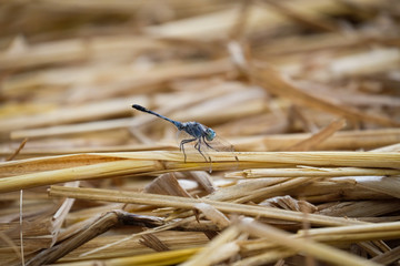 Dragonfly on dry rice straw
