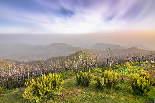Recovering juniper forest after the fire on Alto de Garajonay (La Gomera)