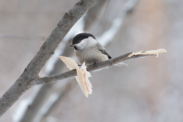 little bird sitting on a branch