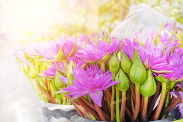 Lotus flowers for sale at flower market