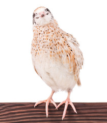 Cute adult quail