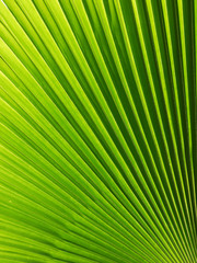 Obraz premium Texture of Green palm Leaf background