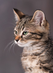 Cute siberian kitten