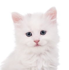 Cute siberian kitten