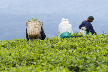 workers at a tea plantation