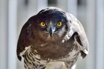 Eagle