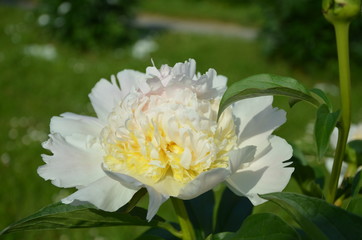 Blooming white peony in the garden 