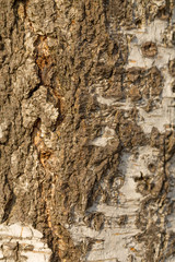 Birch tree bark