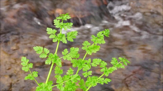 Klarer Bach pl&auml;tschert unter frischen Bl&auml;ttern eines Doltenbl&uuml;tlers