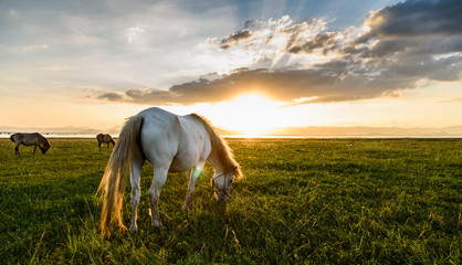 Horse on pasture at November evening near sunset