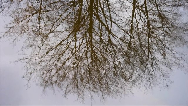 Kahle Baumkrone spiegelt sich in einem Fluss &ndash; Stille und Vogelgezwitscher