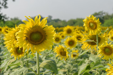 Beautiful sunflower in the garden.