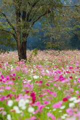 Obraz premium Cosmos