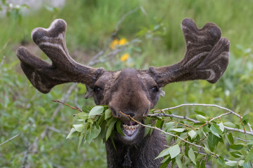 funny awkward moose eating branches - 98252525