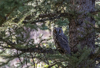 a long-eared owl perched in a spruce tree