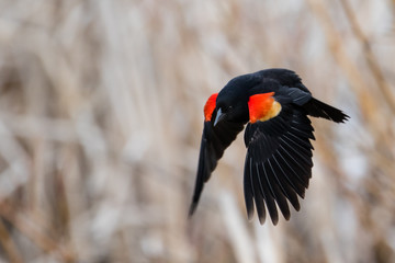 a colorful red-winged blackbird flying