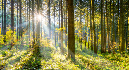 Fototapeta Wald im Sonnenschein obraz