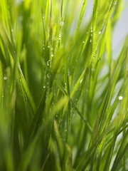 Fototapeta na wymiar wheat grass