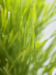 Obraz premium wheat grass