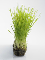 wheat grass