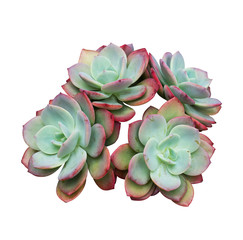  Miniature succulent plants