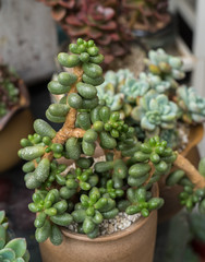 Miniature succulent plants