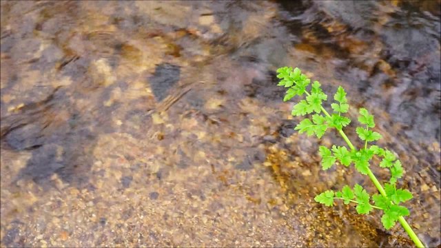Klarer Bach pl&auml;tschert unter frischem Blatt eines Doltenbl&uuml;tlers