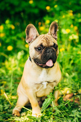 Dog French Bulldog Sitting On Grass