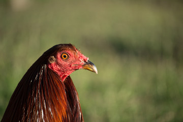 Retrato del perfil del gallo.
