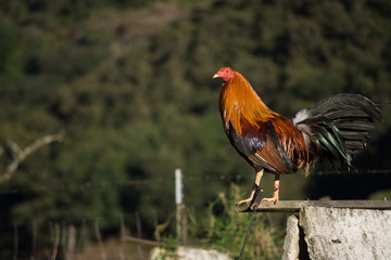 El gallo exhibe su figura.