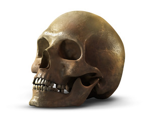 A human skull on a white background