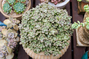  Miniature succulent plants