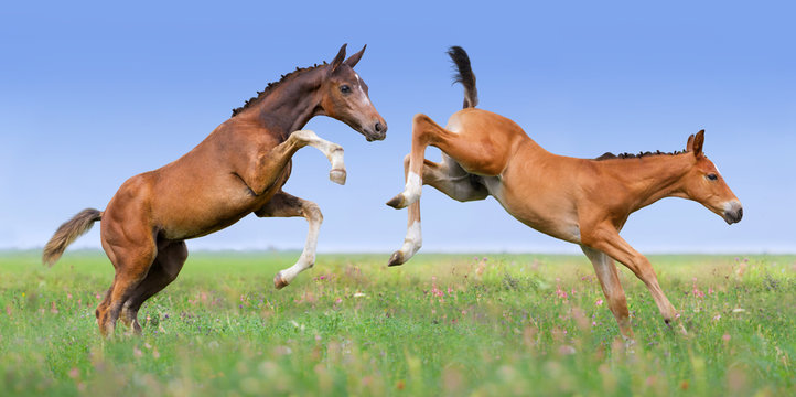 Two Foals Play