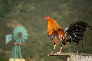 El gallo en frente al molino.