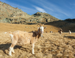 capra curiosa