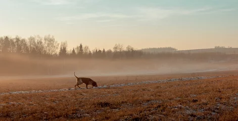 Foto op Plexiglas Autumn landscape with a hunting dog. © Anna Chelnokova