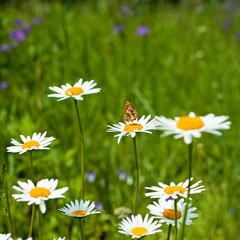 Summer background with daisies.