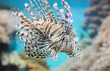 Fish swims in the aquarium, Zebra winged. Fish among corals and algae. 