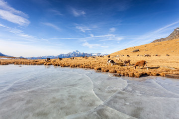 Valmalenco (IT) - Alpe di Campagneda - capre con lago ghiacciato