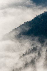 Nebelschwaden - Fog draws over a mountain slope through the forest.