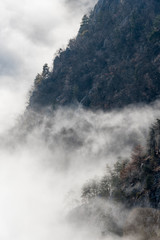 Nebelschwaden - Fog draws over a mountain slope through the forest.