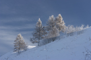 wonderful winter landscape with ice coating on spruce trees with blue sky